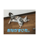 猫のスタンプ①（個別スタンプ：9）