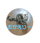 猫のスタンプ①（個別スタンプ：10）