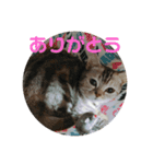 猫のスタンプ①（個別スタンプ：11）
