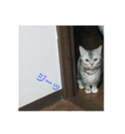 猫のスタンプ①（個別スタンプ：14）