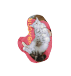 猫のスタンプ①（個別スタンプ：15）