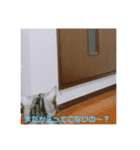 猫のスタンプ①（個別スタンプ：16）