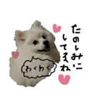 もふポメ福詠くん7（個別スタンプ：13）