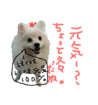 もふポメ福詠くん7（個別スタンプ：23）
