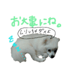 もふポメ福詠くん7（個別スタンプ：24）