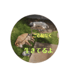我が家の北海道犬2（個別スタンプ：2）