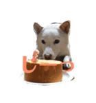 我が家の北海道犬2（個別スタンプ：3）
