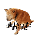 我が家の北海道犬2（個別スタンプ：4）
