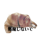 我が家の北海道犬2（個別スタンプ：5）