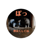 我が家の北海道犬2（個別スタンプ：6）