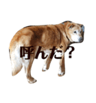 我が家の北海道犬2（個別スタンプ：7）