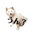 我が家の北海道犬2（個別スタンプ：8）