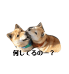 我が家の北海道犬2（個別スタンプ：10）
