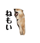 我が家の北海道犬2（個別スタンプ：12）