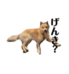 我が家の北海道犬2（個別スタンプ：13）