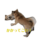我が家の北海道犬2（個別スタンプ：14）