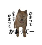 我が家の北海道犬2（個別スタンプ：16）