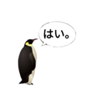 肯定ペンギンくん改（個別スタンプ：5）