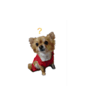 ウチのチワワ（個別スタンプ：5）