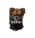 ウチのチワワ（個別スタンプ：8）