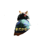 ウチのチワワ（個別スタンプ：12）