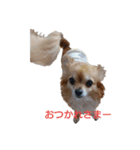 ウチのチワワ（個別スタンプ：13）