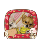 ウチのチワワ（個別スタンプ：16）