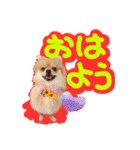 ポメラニアン♡こころ♡（個別スタンプ：3）