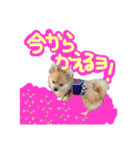 ポメラニアン♡こころ♡（個別スタンプ：7）