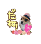 ポメラニアン♡こころ♡（個別スタンプ：11）