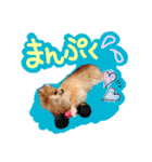 ポメラニアン♡こころ♡（個別スタンプ：12）