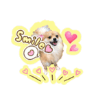 ポメラニアン♡こころ♡（個別スタンプ：13）