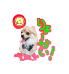 ポメラニアン♡こころ♡（個別スタンプ：14）