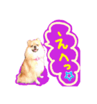 ポメラニアン♡こころ♡（個別スタンプ：16）