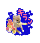 ポメラニアン♡こころ♡（個別スタンプ：19）