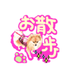 ポメラニアン♡こころ♡（個別スタンプ：21）