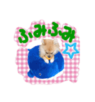 ポメラニアン♡こころ♡（個別スタンプ：23）