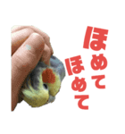 オカメリアル（個別スタンプ：1）