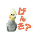 オカメリアル（個別スタンプ：2）
