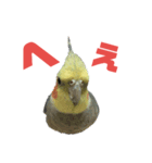 オカメリアル（個別スタンプ：3）