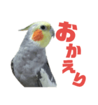 オカメリアル（個別スタンプ：6）