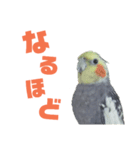 オカメリアル（個別スタンプ：8）
