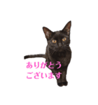 黒猫クロナ（個別スタンプ：1）