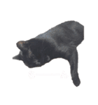黒猫クロナ（個別スタンプ：2）