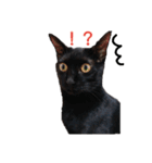 黒猫クロナ（個別スタンプ：3）