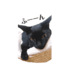 黒猫クロナ（個別スタンプ：5）
