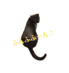 黒猫クロナ（個別スタンプ：9）