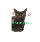 黒猫クロナ（個別スタンプ：13）