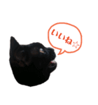 黒猫クロナ（個別スタンプ：18）