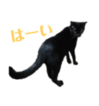 黒猫クロナ（個別スタンプ：20）